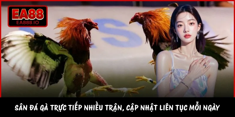 Sân đá gà trực tiếp nhiều trận, cập nhật liên tục mỗi ngày 