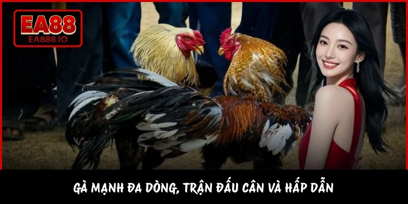 Gà mạnh đa dòng, trận đấu cân và hấp dẫn